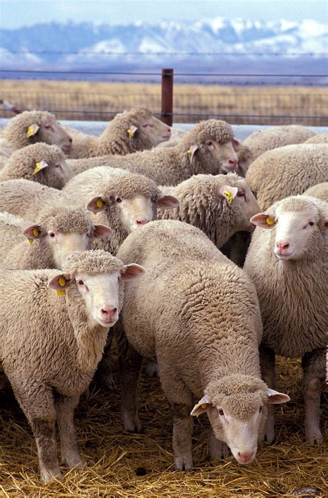 What Is Definition Farm Flock Method Animal Science
